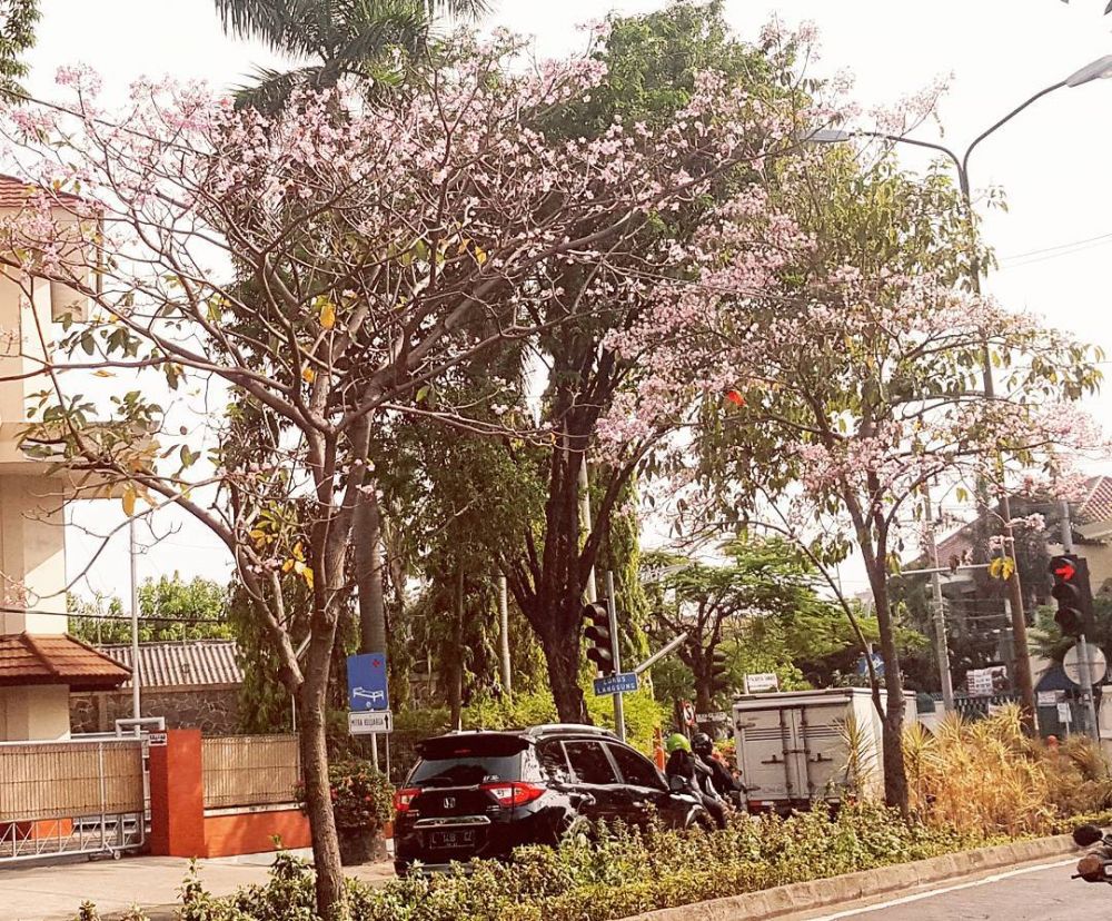 17  Foto sakura mekar bikin jalanan Surabaya serasa Jepang