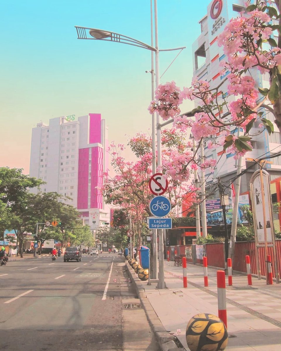 17 Foto Sakura Mekar Bikin Jalanan Surabaya Serasa Jepang