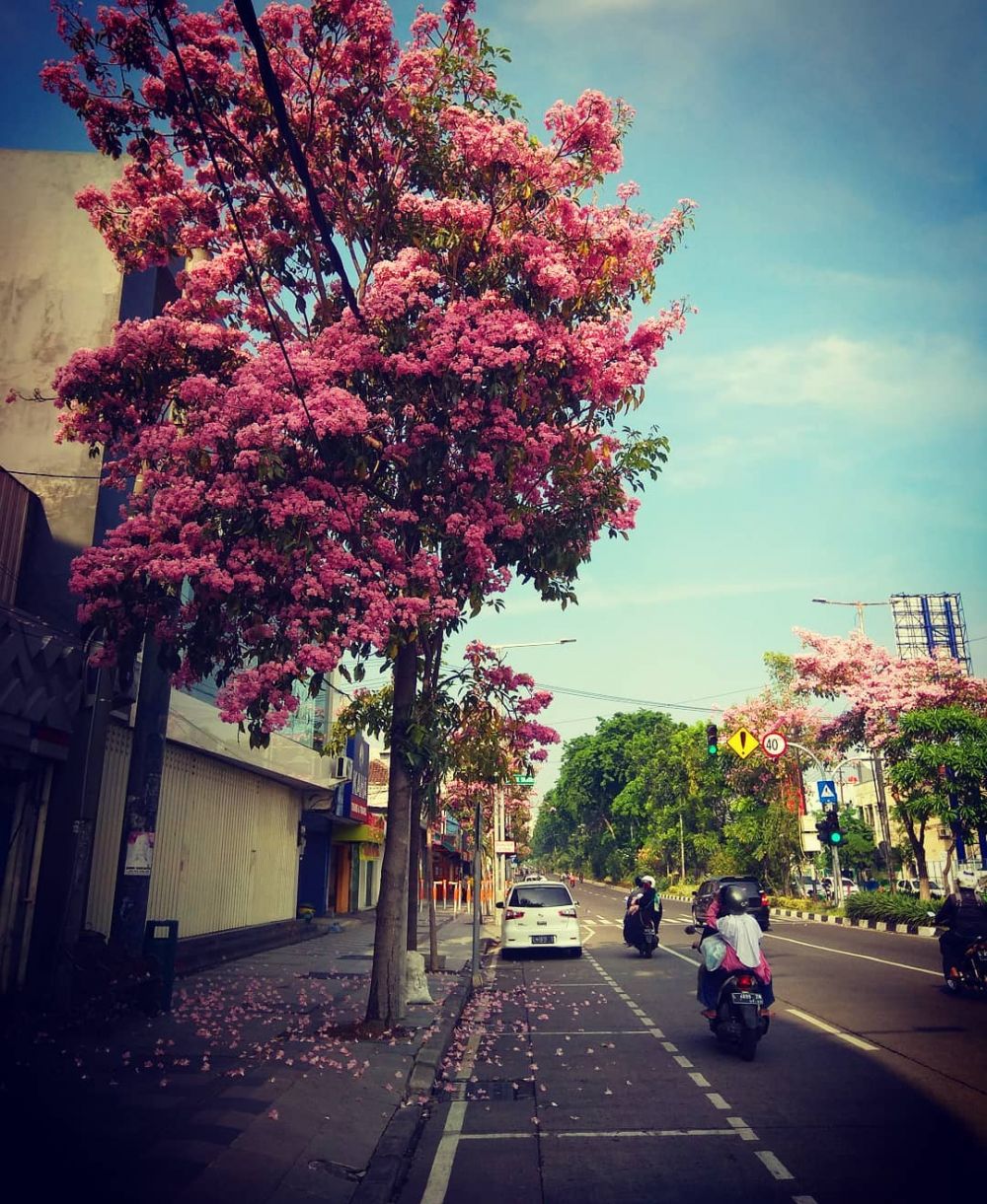 17  Foto sakura mekar bikin jalanan Surabaya serasa Jepang