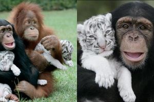 10 Potret persahabatan monyet dan anak harimau ini unik abis