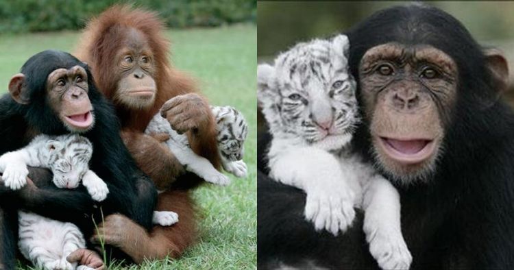 10 Potret Persahabatan Monyet Dan Anak Harimau Ini Unik Abis