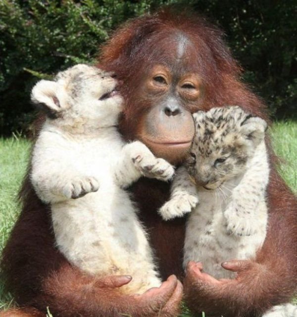 10 Potret persahabatan monyet dan anak harimau ini unik abis