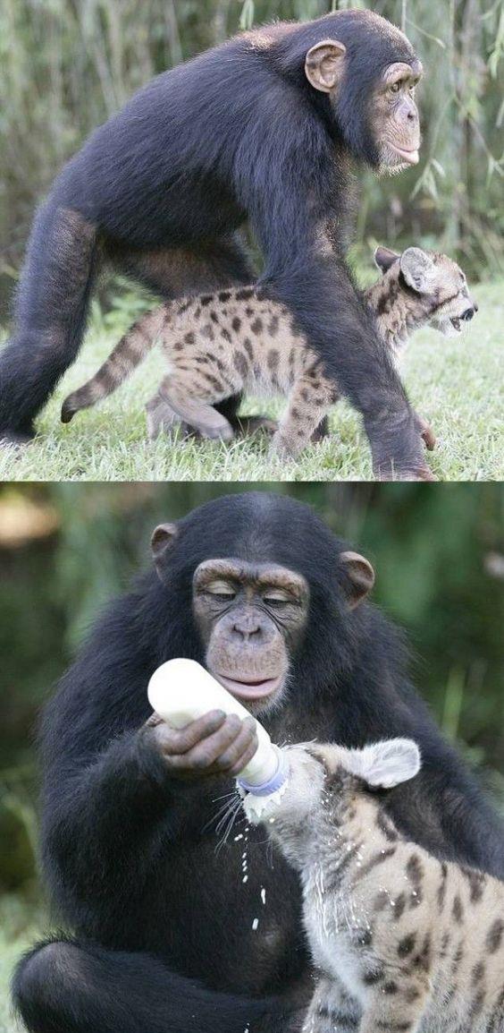 10 Potret persahabatan monyet dan anak harimau ini unik abis