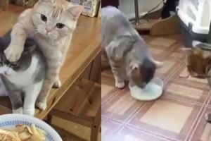 5 Video lucu aksi kucing berbagi makanan ini bikin gemes