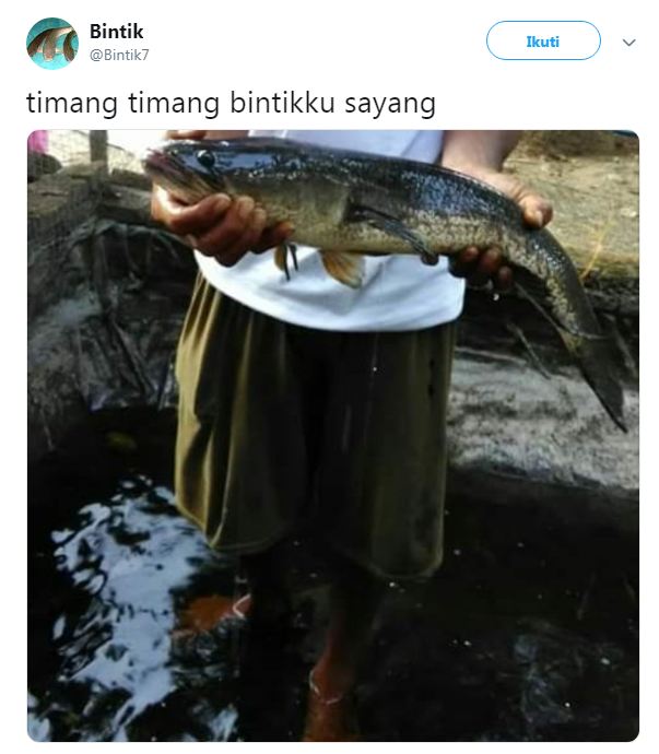 12 Cuitan lucu pakai ikan gabus ini bikin cengar-cengir sendiri