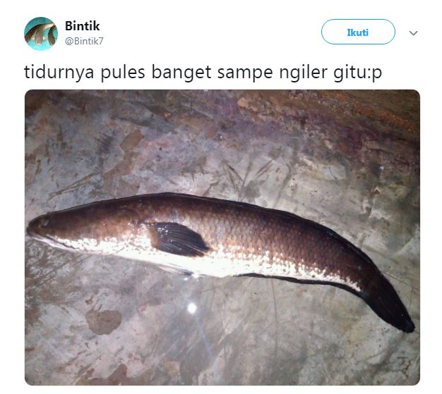 12 Cuitan lucu pakai ikan gabus ini bikin cengar-cengir sendiri