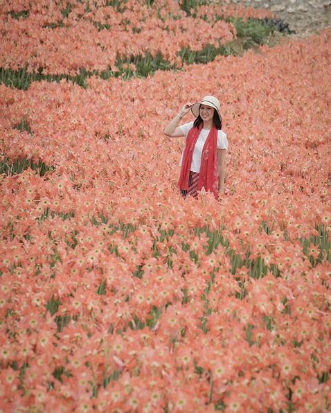 16 Wisata bunga  terindah di Jogja dan Jawa  Tengah 