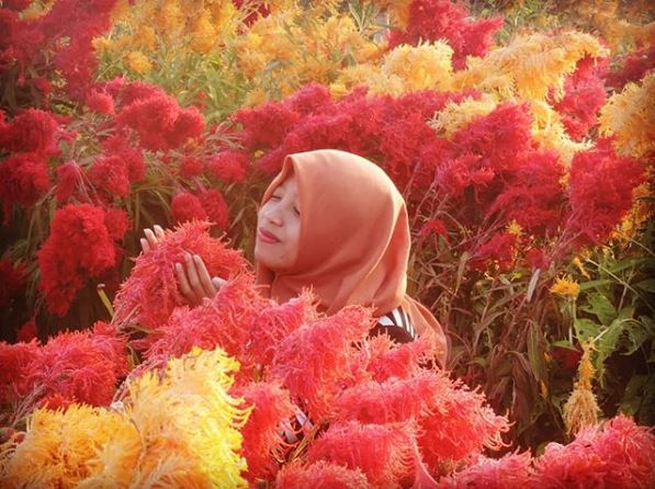 16 Wisata bunga terindah di Jogja dan Jawa Tengah