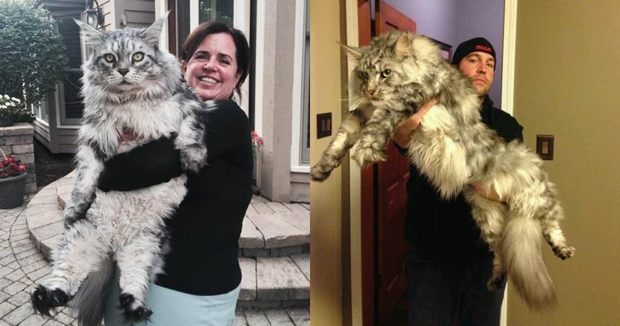 15 Potret kucing Maine Coon ukuran besar di dunia, bikin melongo
