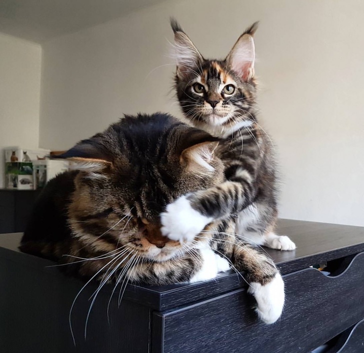15 Potret kucing Maine Coon ukuran besar di dunia, bikin melongo