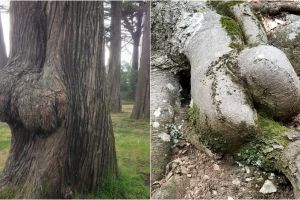 12 Pohon ini sekilas mirip tubuh, awas gagal fokus