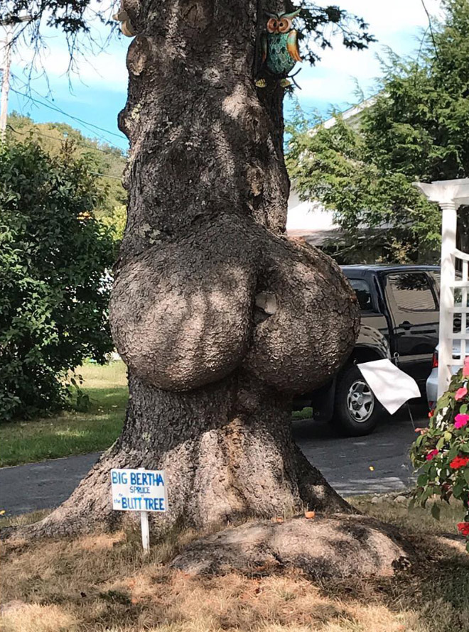 12 Pohon ini sekilas mirip tubuh, awas gagal fokus