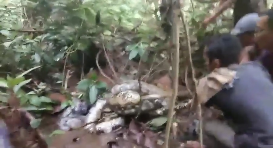 Detik-detik penangkapan ular raksasa 7 meter oleh warga, ngeri