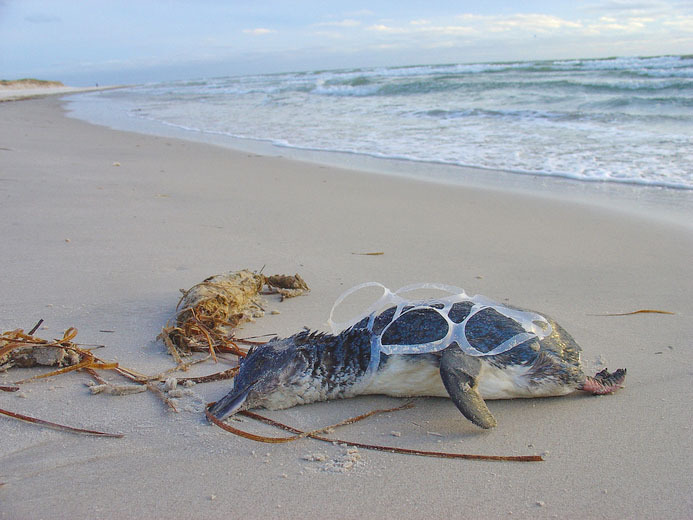 7 Kasus satwa laut makan sampah plastik paling mengenaskan
