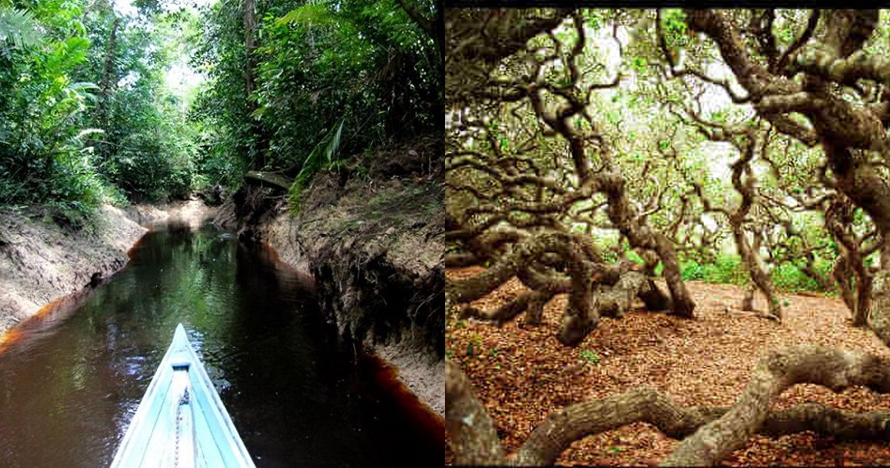 16 Hutan angker di dunia ini bikin merinding, enam dari Indonesia