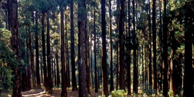 16 Hutan angker di dunia ini bikin merinding, enam dari Indonesia