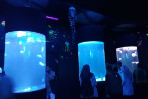 Liburan, SeaWorld Ancol buka 10 akuarium ubur-ubur aneka spesies