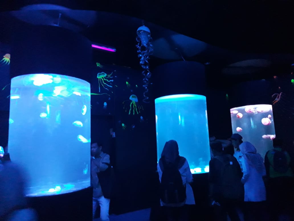 Liburan, SeaWorld Ancol buka 10 akuarium ubur-ubur aneka spesies