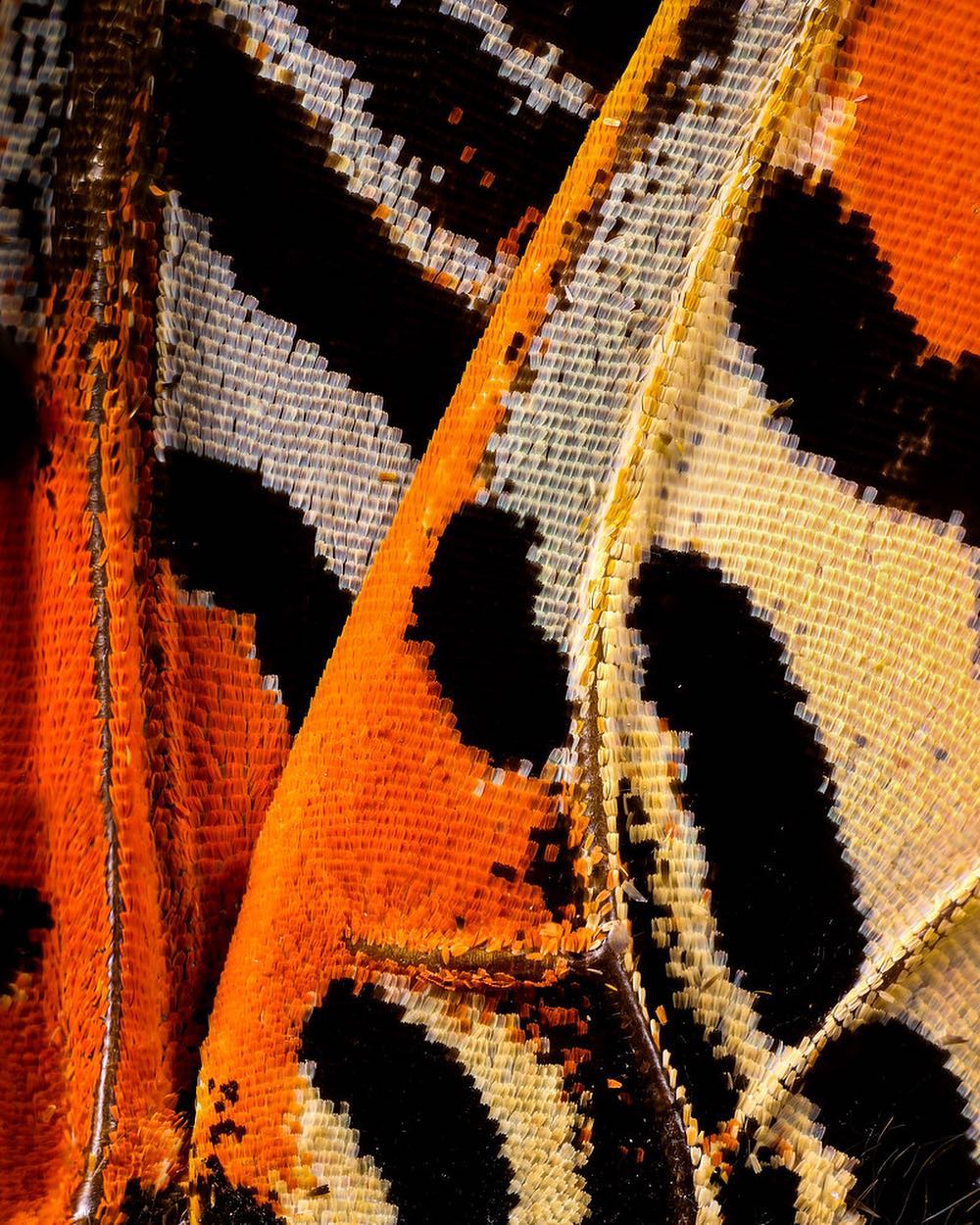 15 Foto makro sayap kupu-kupu, indahnya bikin takjub