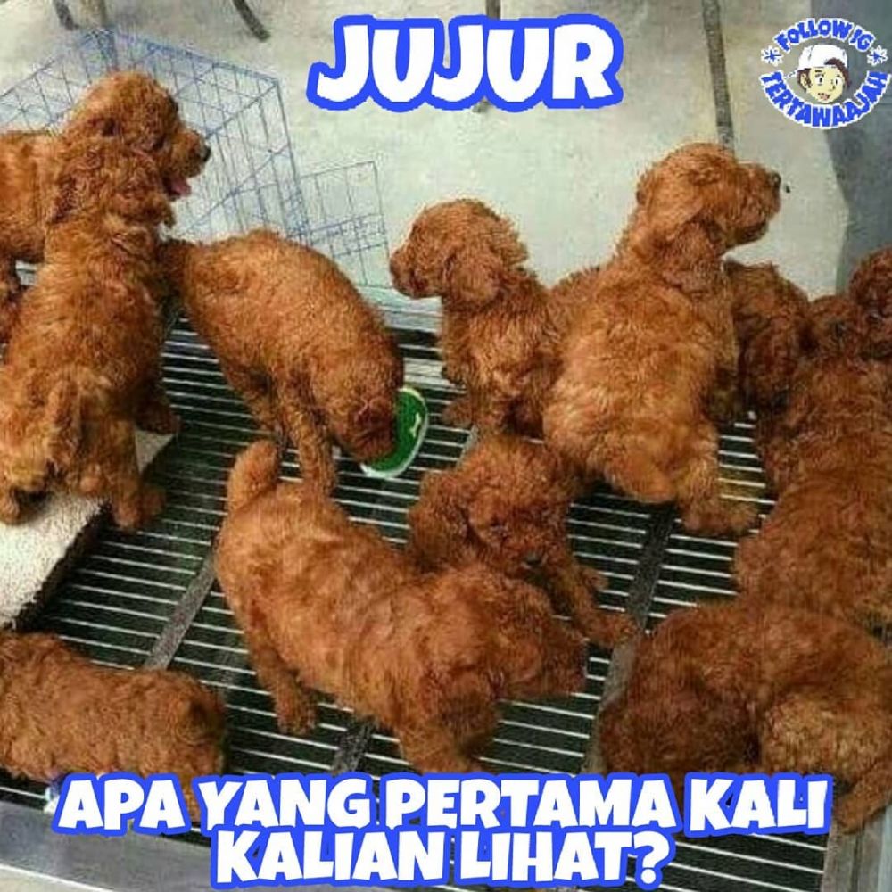 12 Meme lucu menipu mata ini bikin kamu mikir dua kali