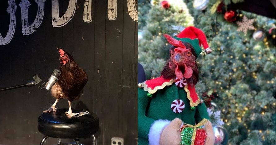 10 Foto ayam bertingkah bak manusia ini bikin gemas