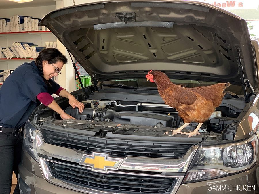 10 Foto ayam bertingkah bak manusia ini bikin gemas