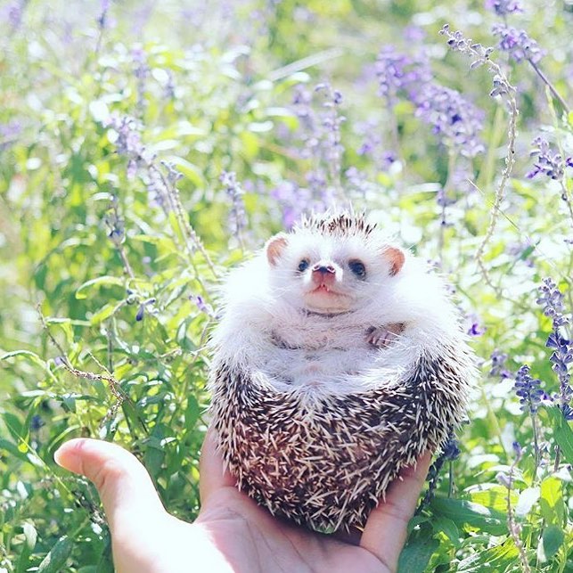 10 Potret seandainya landak liburan bak manusia, gemesin abis