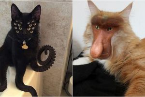 15 Foto editan gabungan berbagai hewan ini kocak banget