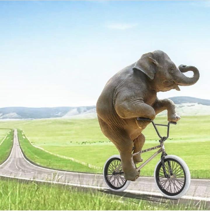 10 Foto editan gajah naik kendaraan ini bikin ketawa mules
