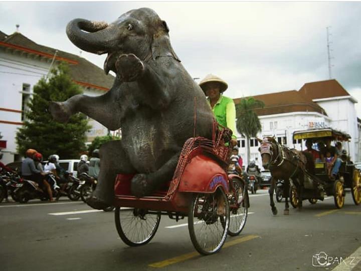 10 Foto editan gajah naik kendaraan ini bikin ketawa mules