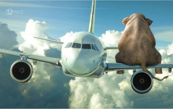 10 Foto editan gajah naik kendaraan ini bikin ketawa mules