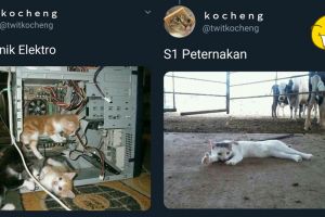 20 Cuitan imajiner jika kucing kuliah, bikin cengar-cengir