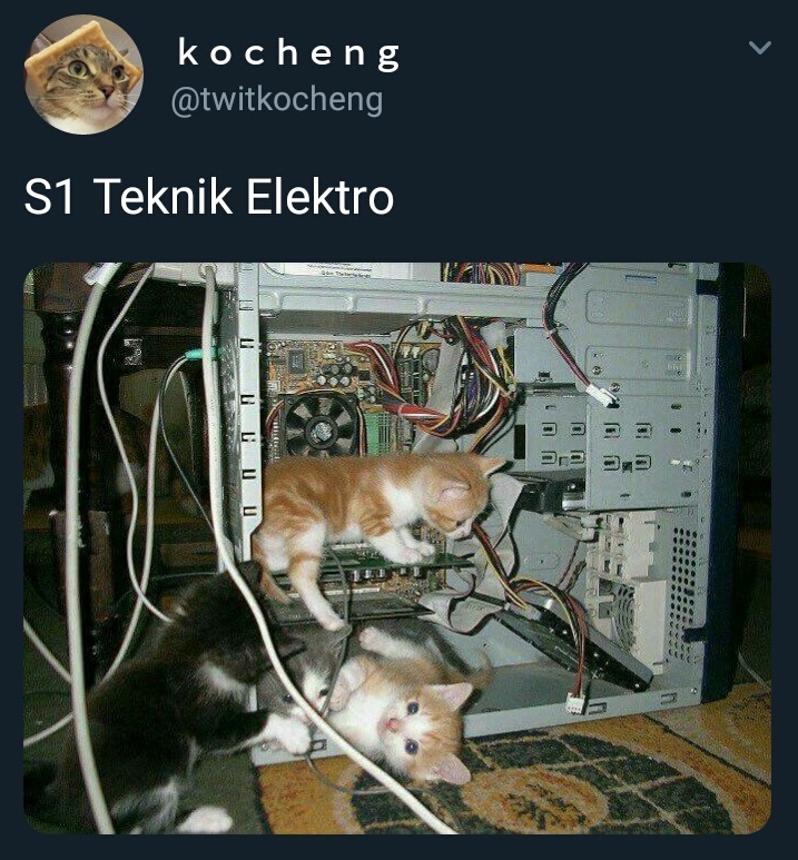 20 Cuitan imajiner jika kucing kuliah, bikin cengar-cengir