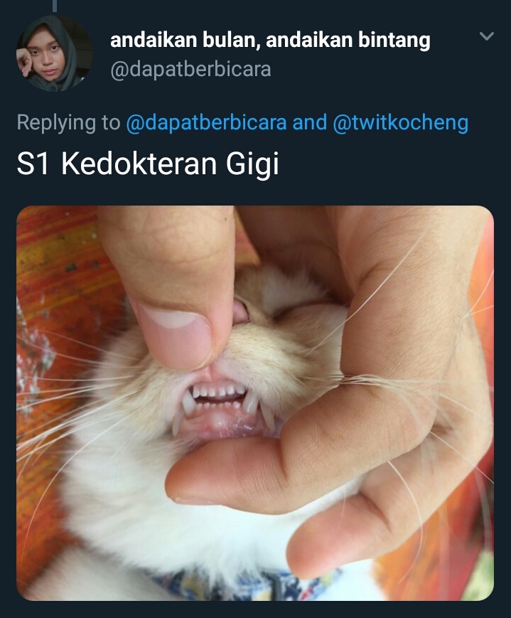 20 Cuitan imajiner jika kucing kuliah, bikin cengar-cengir