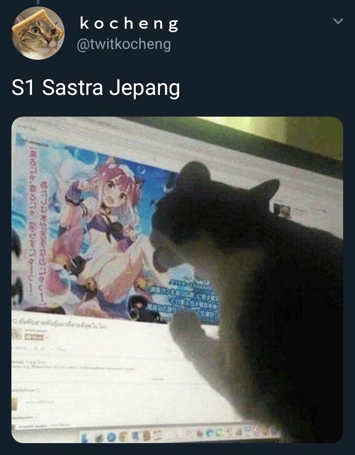 20 Cuitan imajiner jika kucing kuliah, bikin cengar-cengir