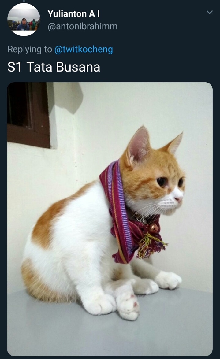 20 Cuitan imajiner jika kucing kuliah, bikin cengar-cengir