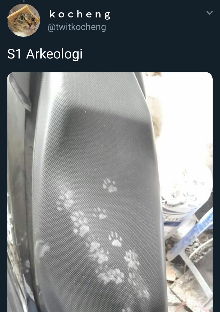 20 Cuitan imajiner jika kucing kuliah, bikin cengar-cengir