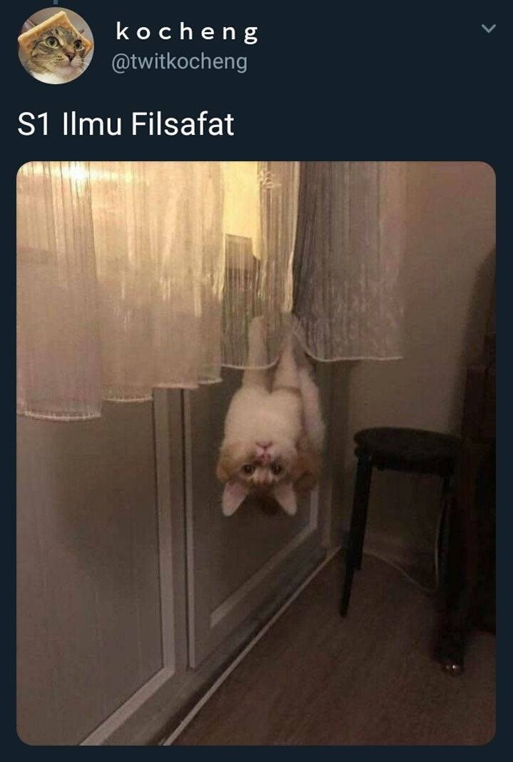 20 Cuitan imajiner jika kucing kuliah, bikin cengar-cengir