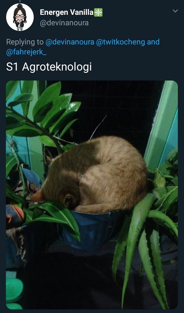 20 Cuitan imajiner jika kucing kuliah, bikin cengar-cengir