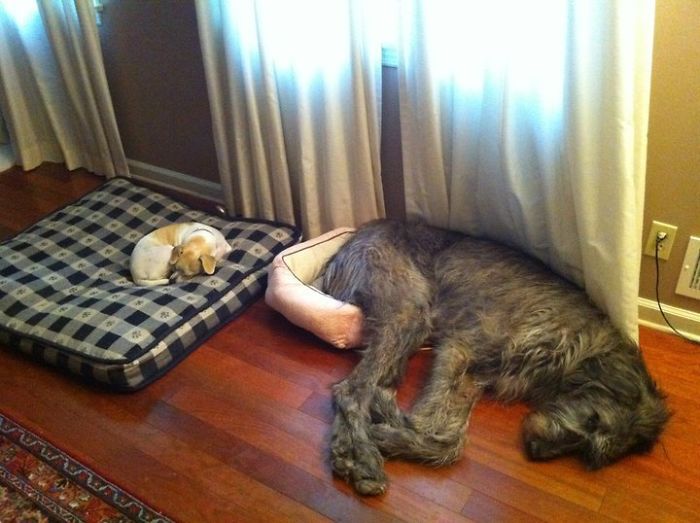 10 Aksi lucu anjing raksasa Irish Wolfhound, tak muat masuk mobil