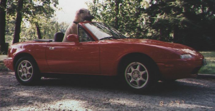 10 Aksi lucu anjing raksasa Irish Wolfhound, tak muat masuk mobil