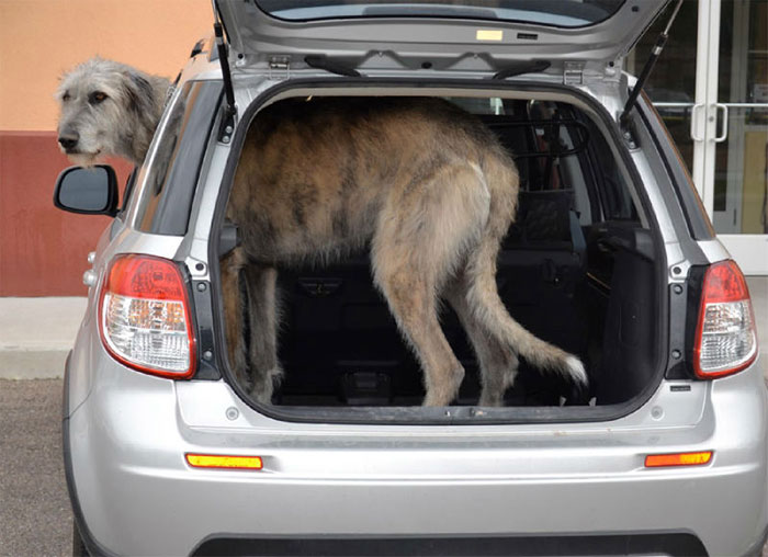 10 Aksi lucu anjing raksasa Irish Wolfhound, tak muat masuk mobil