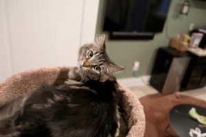 Pria ini sewa apartemen Rp 22 juta untuk ditinggali kucingnya