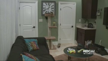 Pria ini sewa apartemen Rp 22 juta untuk ditinggali kucingnya