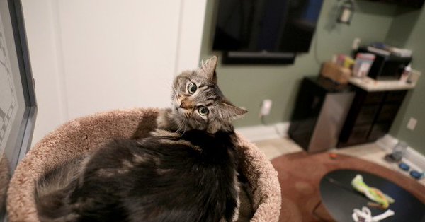 Pria ini sewa apartemen Rp 22 juta untuk ditinggali kucingnya