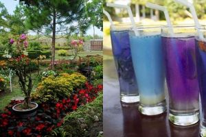 Intip kuliner unik serba biru di rumah makan nuansa taman