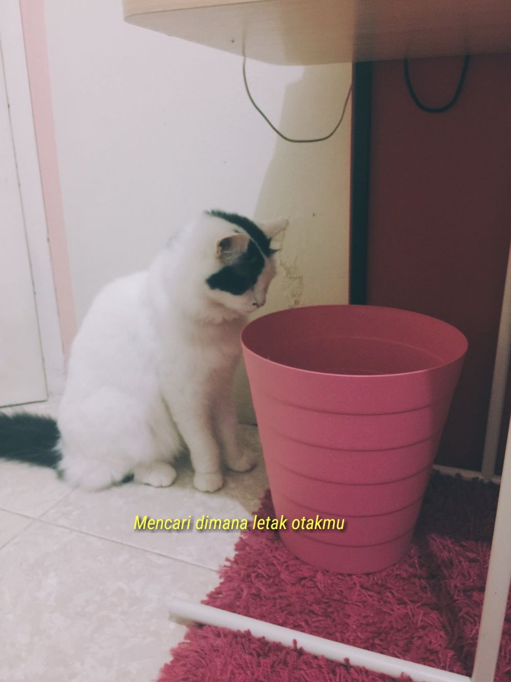 10 Meme lucu kucing menatap tong sampah ini bikin senyum sendiri
