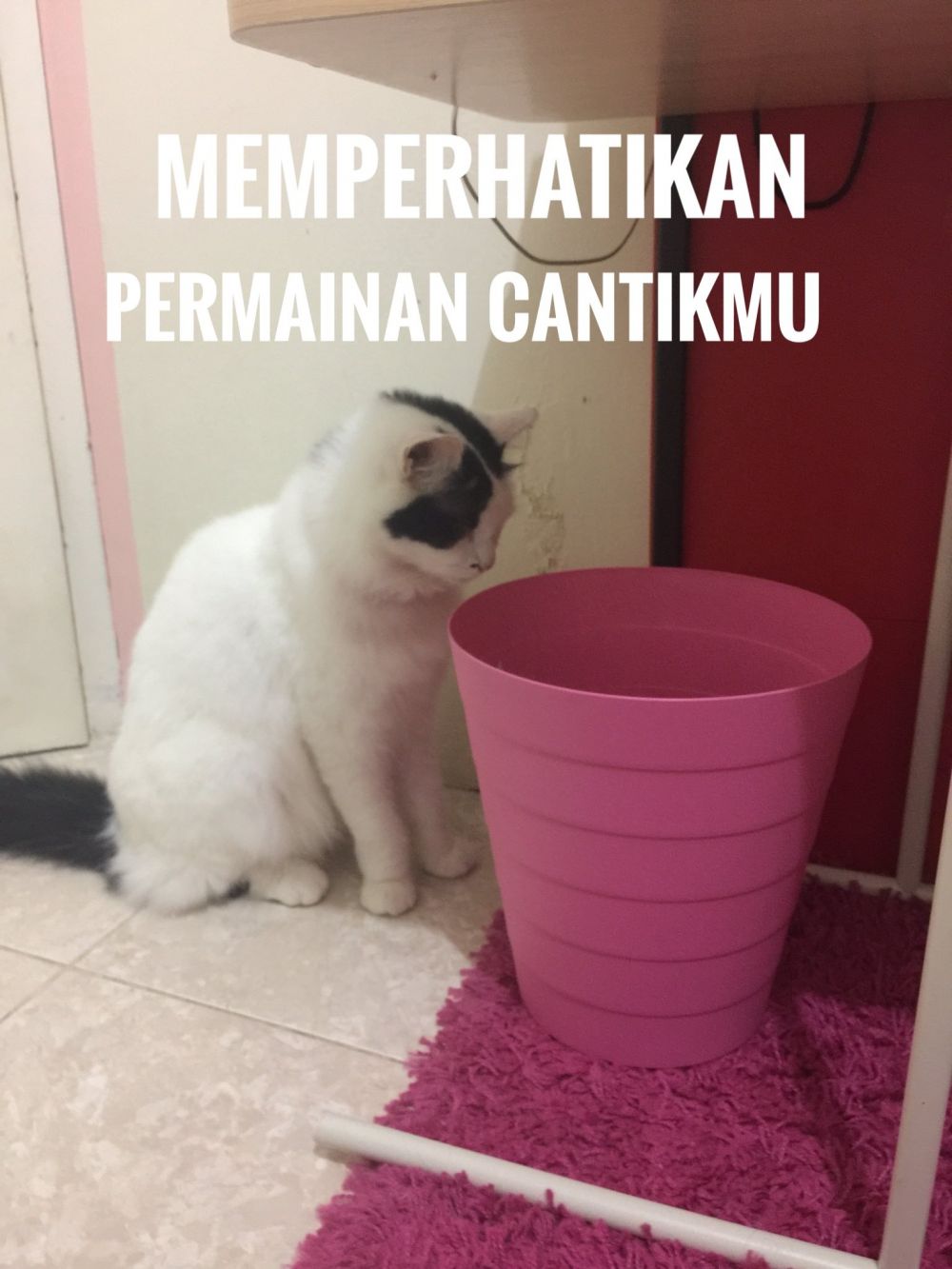 10 Meme lucu kucing menatap tong sampah ini bikin senyum sendiri