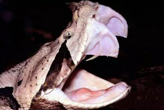 10 Hewan ini punya gigi sangat tajam dan gigitannya mematikan