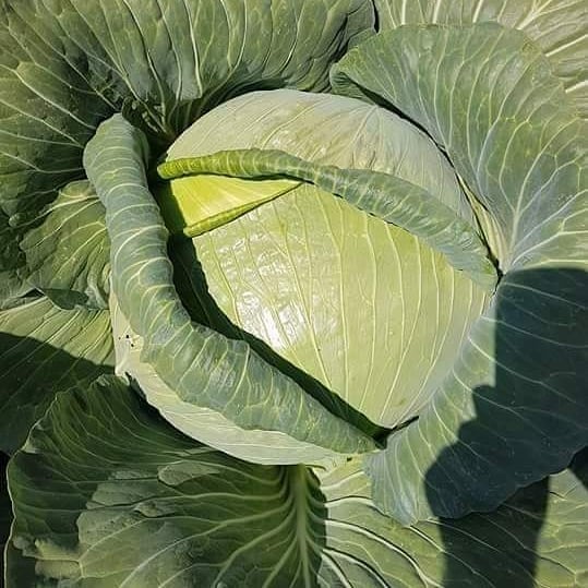 Musim demam berdarah, 7 makanan ini terbukti menaikkan trombosit